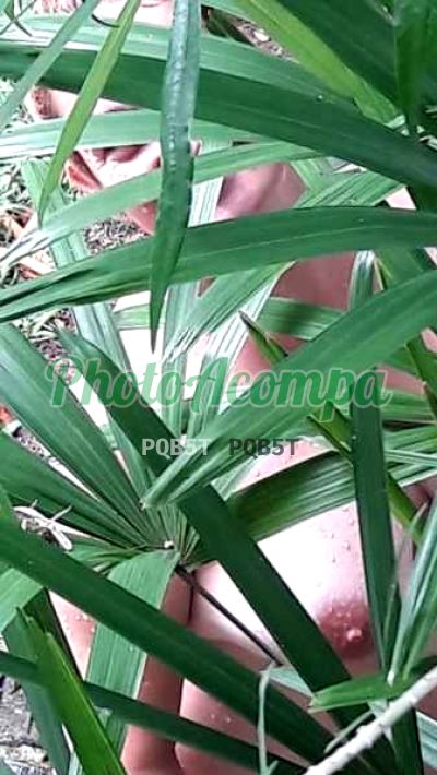 Pietra Lombard, escort em São Paulo