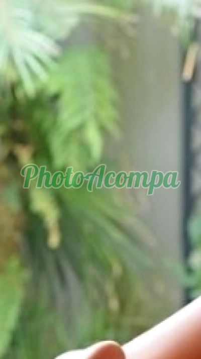 Maiara Dantas, acompanhante no Asa Norte (Brasília / DF)