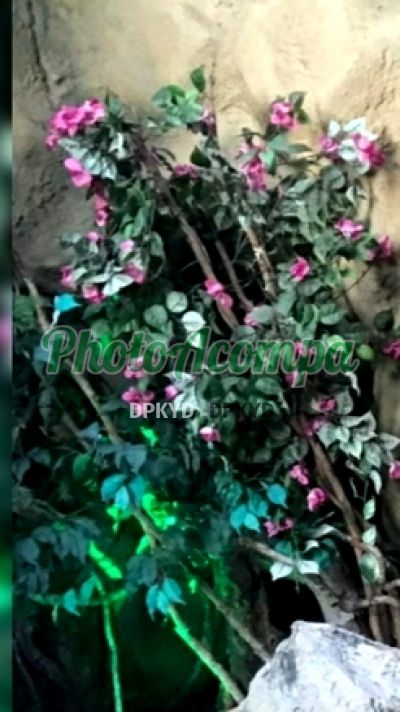 Pérola Aguiar, escort em Armação (Salvador)
