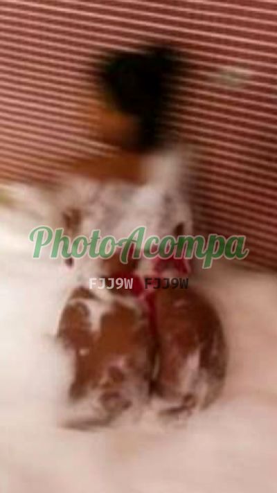 Jully, travesti em Recife